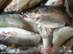 上海冷冻水产品进口清关全流程解析