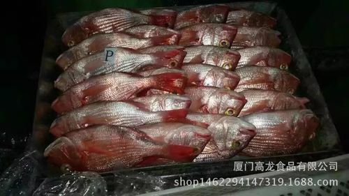 长期供应 冷冻水产品 量大从优 欢迎大量采购