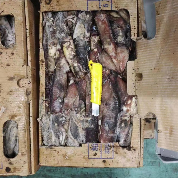 海鹏 印度洋小条鱿鱼 进出口冷冻水产品定制 大小均匀规格分明